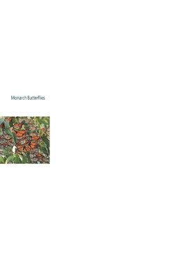 Monarch Butterflies 1