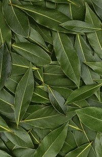 bokomslag Bay Leaf Journal