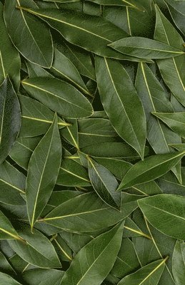 bokomslag Bay Leaf Journal