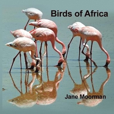 bokomslag Birds of Africa