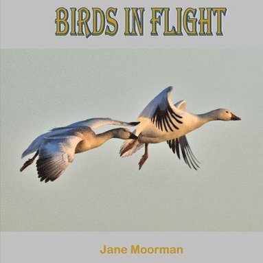 bokomslag Birds in Flight