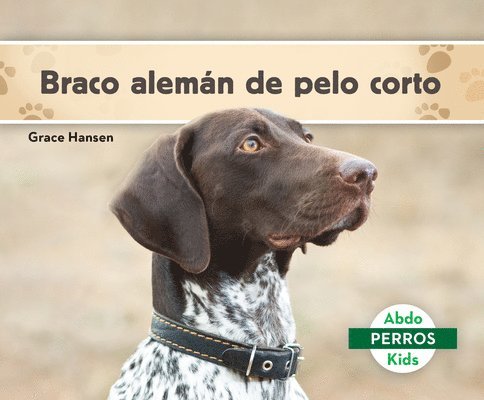 Braco Alemán de Pelo Corto (German Shorthaired Pointers) 1