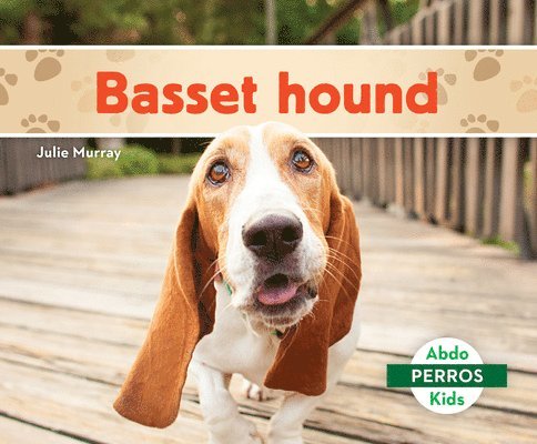 Basset Hound (Basset Hounds) 1