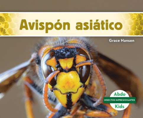 Avispón Asiático (Asian Giant Hornet) 1