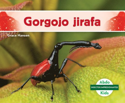 Gorgojo Jirafa (Giraffe Weevil) 1