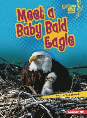 Meet a Baby Bald Eagle