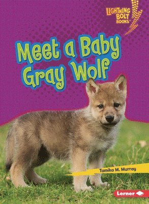 Meet a Baby Gray Wolf 1