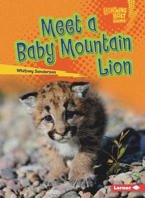 Meet a Baby Mountain Lion 1