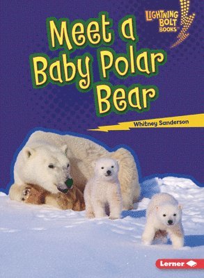Whitney Sanderson - Meet a Baby Polar Bear, Häftad