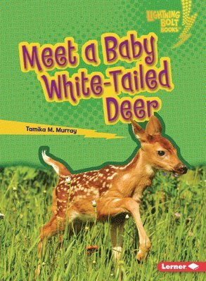 Meet a Baby White-Tailed Deer 1