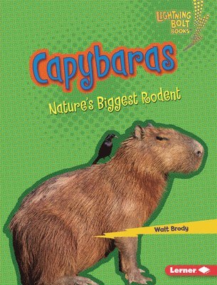 Capybaras: Nature's Biggest Rodent 1