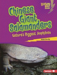 bokomslag Chinese Giant Salamanders: Nature's Biggest Amphibian