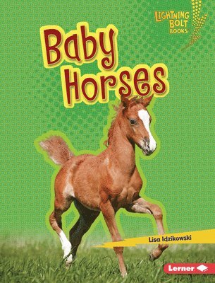 Baby Horses 1