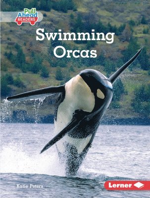 Swimming Orcas 1