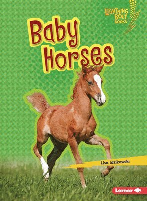 Baby Horses 1