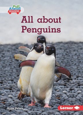 bokomslag All about Penguins