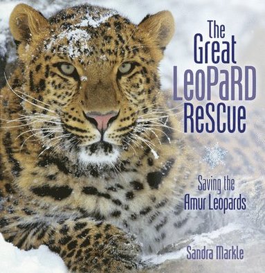 bokomslag The Great Leopard Rescue: Saving the Amur Leopards