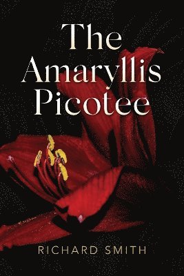 Amaryllis Picotee