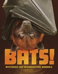 bokomslag Bats!: Mysterious and Misunderstood Mammals