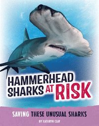 bokomslag Hammerhead Sharks at Risk: Saving These Unusual Predators