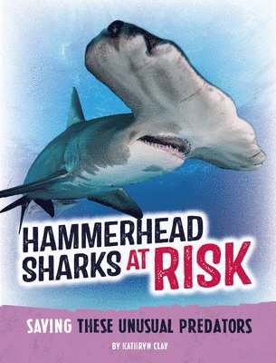 bokomslag Hammerhead Sharks at Risk