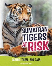 bokomslag Sumatran Tigers at Risk: Saving These Fierce Big Cats