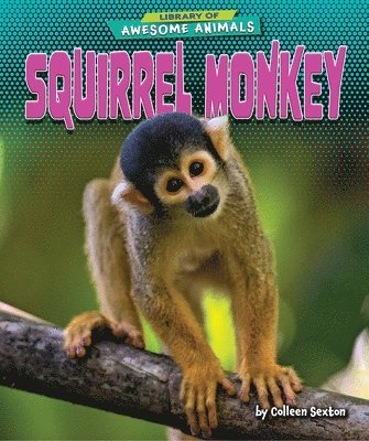 Squirrel Monkey 1