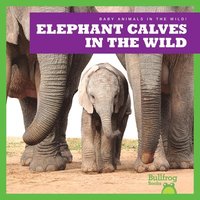bokomslag Elephant Calves in the Wild