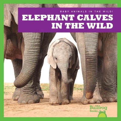 Elephant Calves in the Wild 1