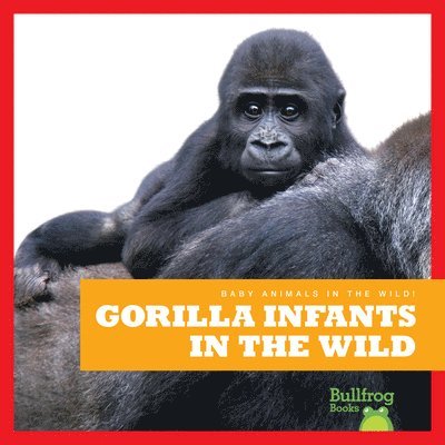 Gorilla Infants in the Wild 1