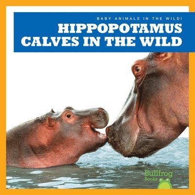 Hippopotamus Calves in the Wild 1