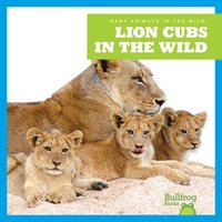 bokomslag Lion Cubs in the Wild