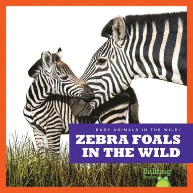 bokomslag Zebra Foals in the Wild