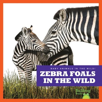 Zebra Foals in the Wild 1