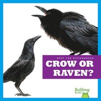 bokomslag Crow or Raven?