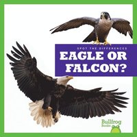 bokomslag Eagle or Falcon?