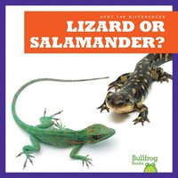 bokomslag Lizard or Salamander?