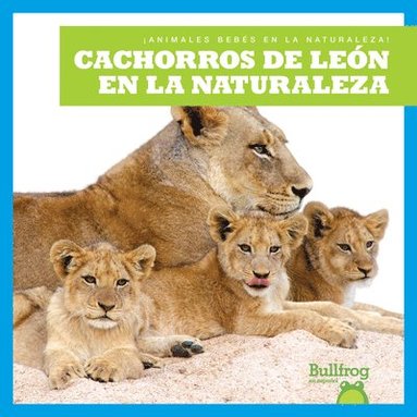 bokomslag Cachorros de León En La Naturaleza (Lion Cubs in the Wild)