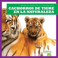 bokomslag Cachorros de Tigre En La Naturaleza (Tiger Cubs in the Wild)