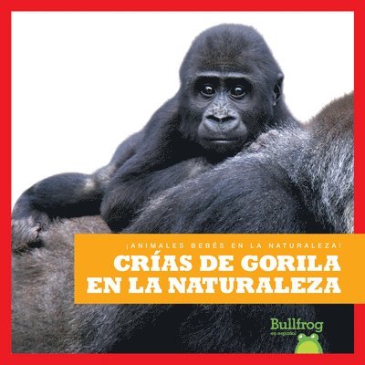 Crías de Gorila En La Naturaleza (Gorilla Infants in the Wild) 1