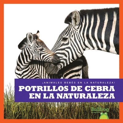 Potrillos de Cebra En La Naturaleza (Zebra Foals in the Wild) 1