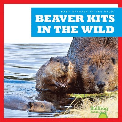 Beaver Kits in the Wild 1