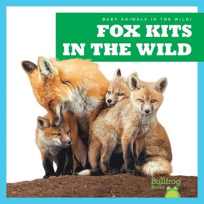 Fox Kits in the Wild 1