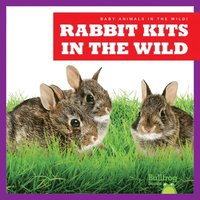 bokomslag Rabbit Kits in the Wild
