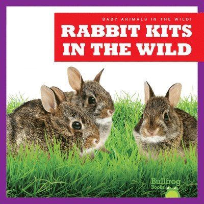 Rabbit Kits in the Wild 1