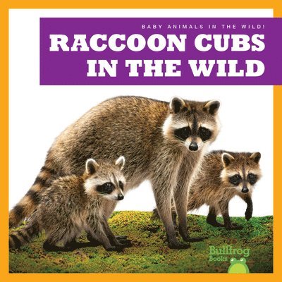 Raccoon Cubs in the Wild 1