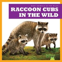bokomslag Raccoon Cubs in the Wild