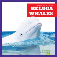 bokomslag Beluga Whales