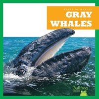 bokomslag Gray Whales