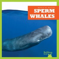 bokomslag Sperm Whales